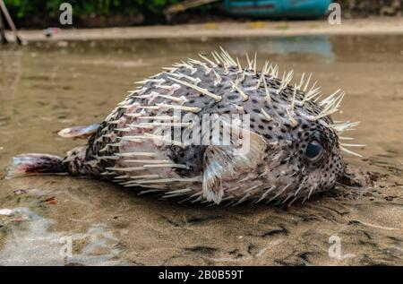 Diodon holocanthus. Closeup of dead Porcupine Fish with long spines out, beached at sea shore due to marine pollution. Similar in looks to Puffer Fish Stock Photo