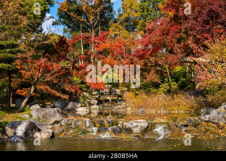 Streaming River, Colorful Autumn foliage in Tsurumi Ryokuchi Park ...
