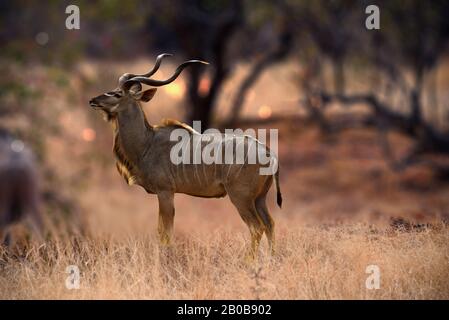 Kudu animal at African forest, Stock Photo