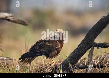 Keoladeo National Park, Bharatpur, Rajasthan, India.  Marsh Harrier, Family: Accipitridae Stock Photo