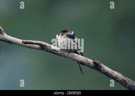 Keoladeo National Park, Bharatpur, Rajasthan, India.  Red-rumped Swallow, Cecropis daurica Stock Photo