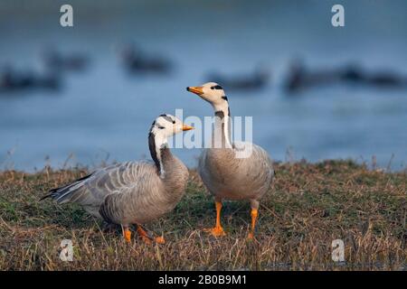 Keoladeo National Park, Bharatpur, Rajasthan, India.  Bar Headed Goose, Anser indicus