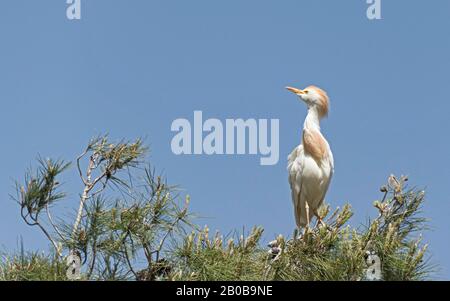 a cattle egret Bubulcus ibis with buff orange breeding plumage posing with neck extended on a pine tree against a clear blue sky Stock Photo