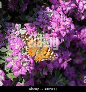 painted lady butterfly with spread wings feeding on the hot pink magenta flowers of a texas ranger bush Leucophyllum frutescens Stock Photo