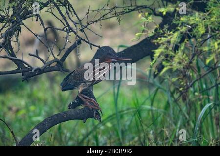 Keoladeo National Park, Bharatpur, Rajasthan, India.  Black Bittern, Ixobrychus flavicollis Stock Photo