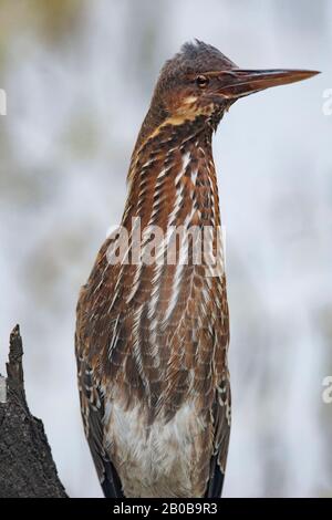 Keoladeo National Park, Bharatpur, Rajasthan, India.  Black Bittern, Ixobrychus flavicollis Stock Photo