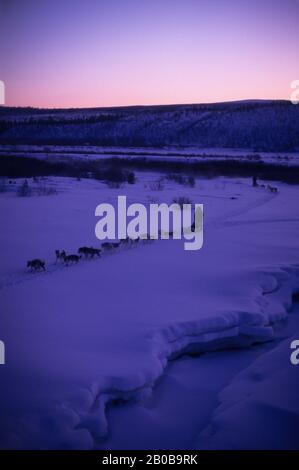 NORWAY, FINNMARK, NEAR KARASJOK, MID-WINTER, DOGSLED TEAM, AROUND NOON Stock Photo