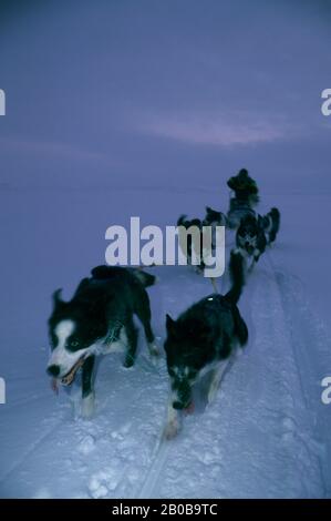 NORWAY, FINNMARK, NEAR KARASJOK, MID-WINTER, AROUND NOON, DOG TEAM Stock Photo