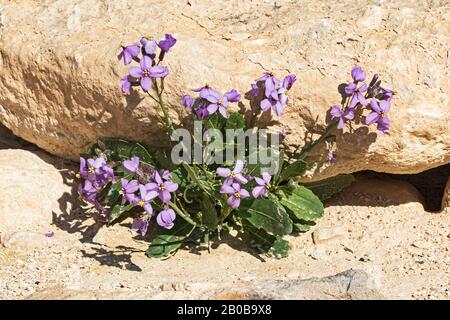 blooming specimen of Desert Rocket Diplotaxis Acris growing amoung the beige desert rocks of nahal akev in the negev region in Israel Stock Photo