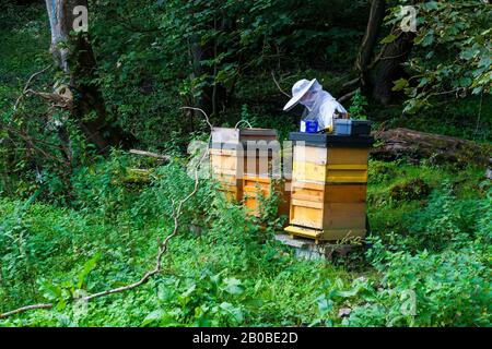 16 September 2015 A beekeeper in full protective gear carrying out a routine inspection of his hives in Ennistymon County Clare Ireland Stock Photo
