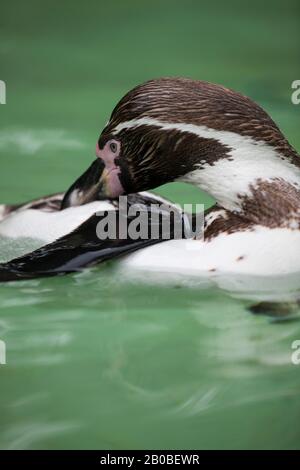 Humboldt's penguins - captive Stock Photo