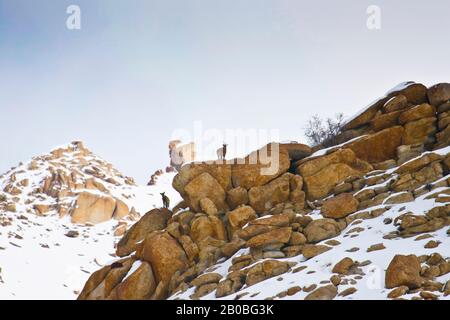 Himalayan Ibex (Capra sibirica hemalayanus), Ulley Valley. Ladakh, Himalayas, India Stock Photo