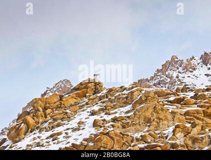 Himalayan Ibex (Capra sibirica hemalayanus), Ulley Valley. Ladakh, Himalayas, India Stock Photo