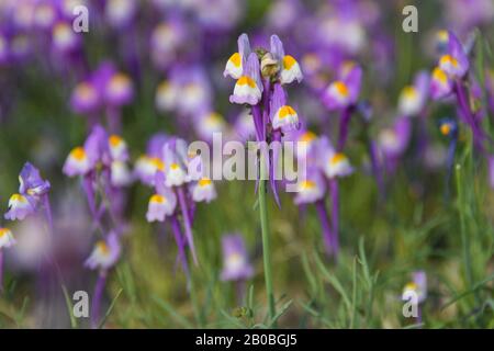 After a rare rainy season in the Judaea Desert and on the shores of the Dead Sea an abundance of wildflowers sprout out and bloom. Purple white and ye Stock Photo