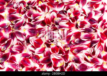 Floral background with red and white tulip flower leaves. Stock Photo