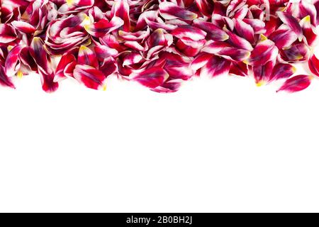 Horizontal border with fresh red colored tulip petals isolated on white background. Stock Photo