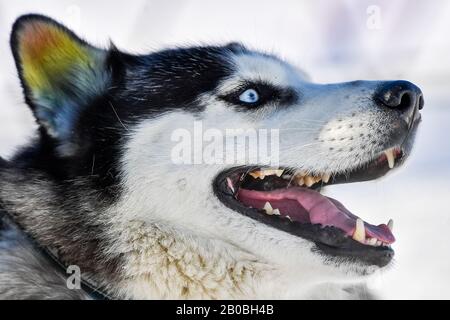 Kamchatka Territory Russia February 19 Animals At The Sled Dog Kennel Snow Dogs Managed By Members Of The Neighbouring Community Of The Kamchatka Indigenous Peoples To Revive And Develop Traditional