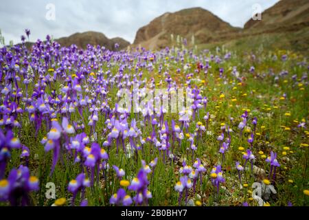 After a rare rainy season in the Judaea Desert and on the shores of the Dead Sea an abundance of wildflowers sprout out and bloom. Purple white and ye Stock Photo