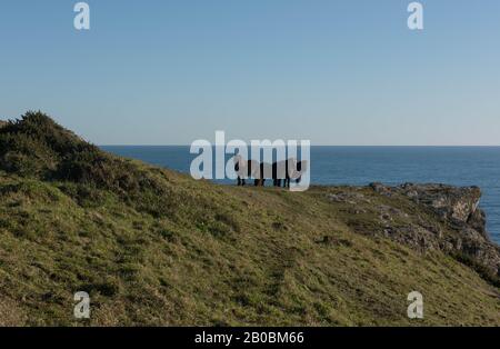 Shetland Ponies Grazing on Coastal Grassland on the South West Coast Path Between Lizard Point and Coverack in Rural Cornwall, England, UK Stock Photo