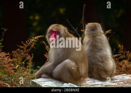 Japanese macaque (Macaca fuscata), also known as the snow monkey, Grooming each other. Photographed on Kinkasan (or Kinkazan) island in Miyagi Prefect Stock Photo