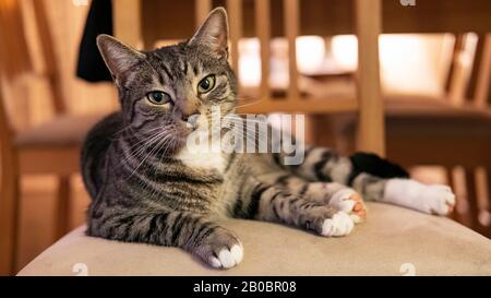 Domestic cat looking straight to the camera and sitting on a chair in a calm, relaxed position; adorable, young short-hair Mackerel tabby feline pet Stock Photo