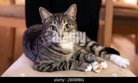 Domestic cat looking at the camera and sitting on a chair in a calm, sleepy, relaxed position; adorable, young short-hair Mackerel tabby feline pet Stock Photo