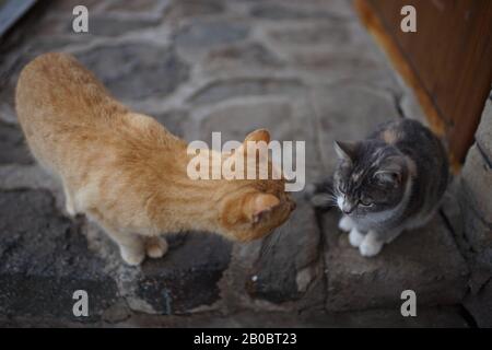 Communication of two cats in the yard. Ginger cat and young grey kitty kitten.