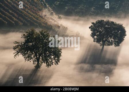 Two trees in the beautiful sunny fog at sunrise, natural background with sun rays through the mist Stock Photo