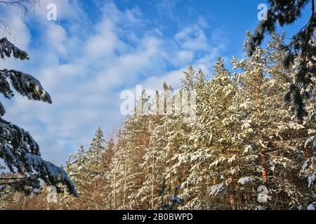 Cirrus clouds over the winter forest. Snow covered pine branches. Stock Photo