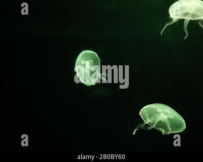 White Jellyfish dansing in the dark green ocean water. Stock Photo