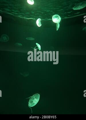 White Jellyfish dansing in the dark green ocean water. Stock Photo