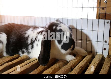 Flap-eared rabbit in wooden cage at the farm Stock Photo