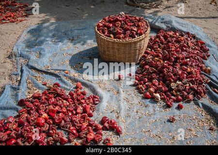 Bright red scotch bonnet chilli peppers dry in the sunshine. Stock Photo