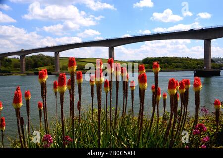 Red Hot Pokers (Kniphofia uvaria) and the River Torridge Road Bridge Carrying the A39 from the South West Coast Path, North Devon, UK. Stock Photo