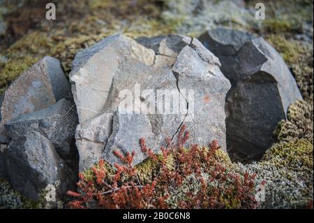 Fractured rock covered with moss and lichen along hiking trail,  in Skaftafell National Park, southeastern Iceland. Stock Photo