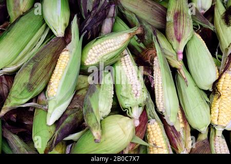 Colombian yellow corn, fresh harvested locally grown ears of raw yellow corn in a farmers market in Colombia, South America Stock Photo