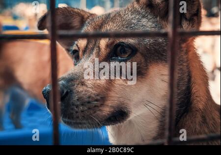 Portrait of sad dog in shelter behind fence waiting to be rescued and adopted to new home. Shelter for animals concept Stock Photo