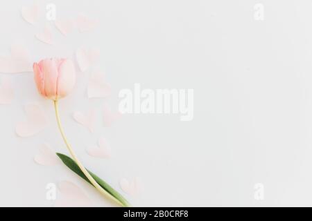 Pink tulip flat lay with soft hearts on white background, space for text. Stylish minimalistic spring image. Happy womens day. Greeting card mockup. H Stock Photo