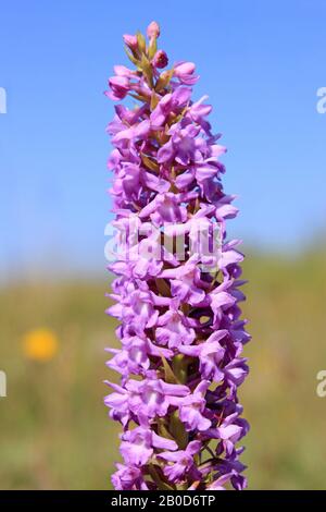 Fragrant Orchid Gymnadenia conopsea at Minera Quarry Nature Reserve, nr Wrexham, Wales Stock Photo