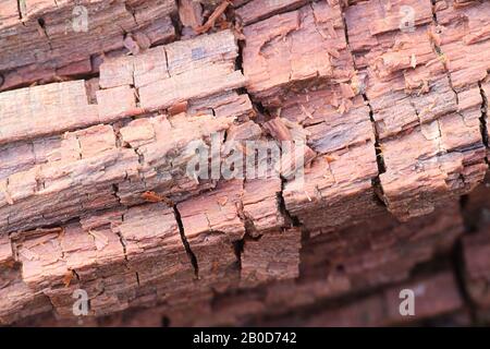 Brown-rot fungus breaking down hemicellulose and cellulose and displaying the typical cubical fracture Stock Photo