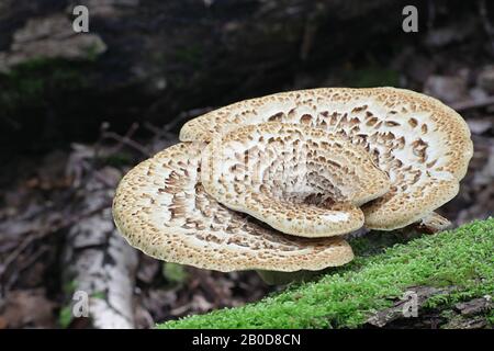 Cerioporus squamosus ( syn. Polyporus squamosus), is a basidiomycete bracket fungus, with common names including dryad's saddle and pheasant's back mu Stock Photo