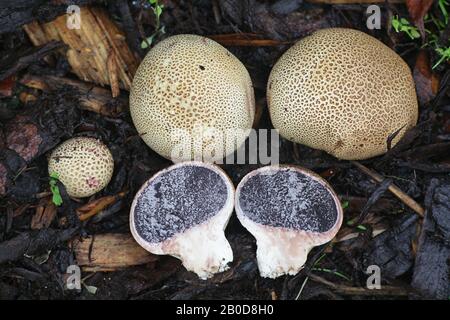 Scleroderma bovista, or Scleroderma verrucosum var. bovista, known as the Potato Earthball, wild fungus from Finland Stock Photo