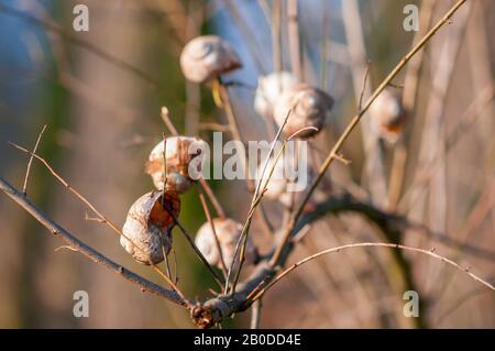 empty shells of Roman snail, Burgundy snail, edible snail or escargot, (Helix pomatia) hanging on a tree Stock Photo