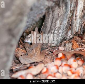 striped field mouse (Apodemus agrarius) in a tree hole with hazelnuts. Stock Photo