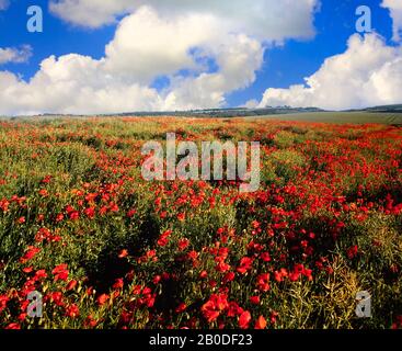 Poppy fields,summer, bright sun. Hertfordshire, UK Stock Photo