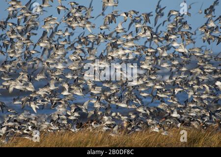 Sanderling, Calidris alba, flock in flight, Morecambe Bay, UK Stock Photo