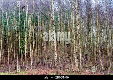 A stand of silver birch trees at Wolferton in Norfolk. Stock Photo