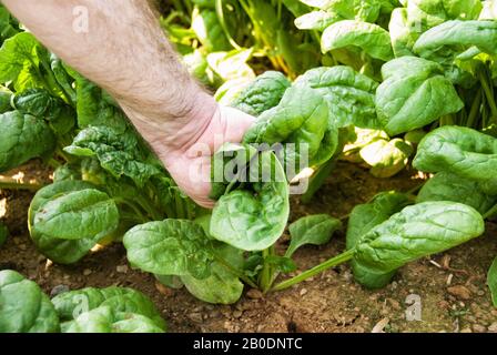 A male farmer is harvesting by hand a bunch of organic spinach on a pick your own farm in Maryland USA. Stock Photo