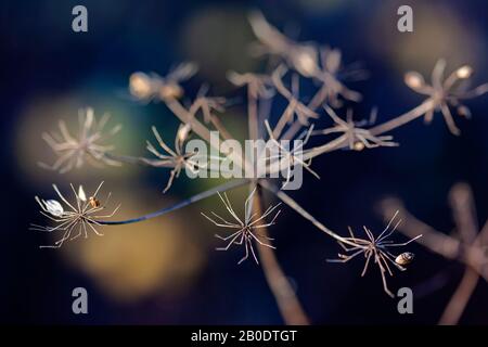 Dried hogweed inflorescence with seeds. Autumn natural blurred background, selective focus. Close-up Stock Photo