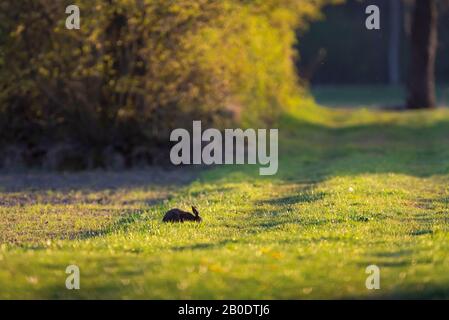 Hare sitting low in meadow in backlight of morning sunlight in spring. Stock Photo